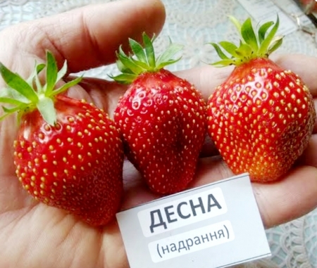 Клубника ранняя Десна