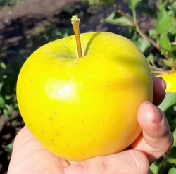 Яблоня Джинджер Голд (Ginger Gold)