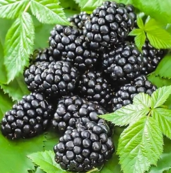 Ежевика Гай (Gaj) (бесшипная)
