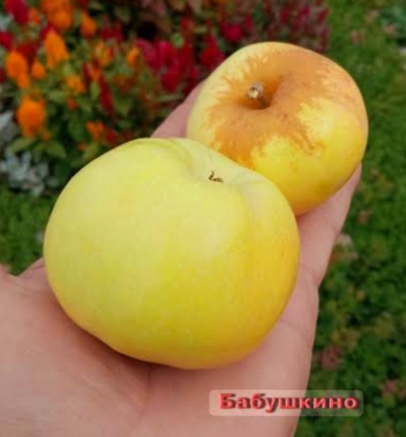 Яблоня Бабушкино