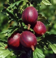 Крыжовник Шеннон (Шенон) (красный)