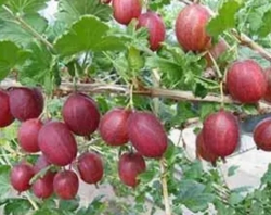 Крыжовник Хаутон (красный)
