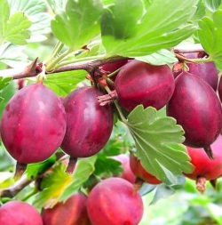 Крыжовник Хаутон (красный)