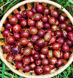 Крыжовник Сеянец Лефора (красный)