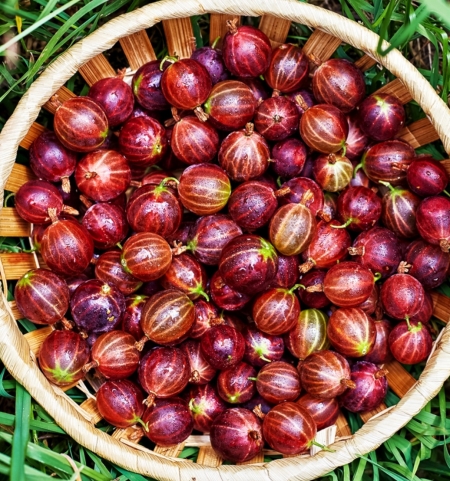 Крыжовник Сеянец Лефора (красный)