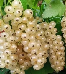Смородина белая Смольяниновская