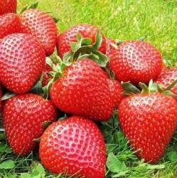 Клубника ранняя Вайбрант