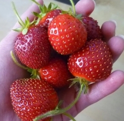 Клубника средняя Баунти