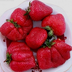Клубника поздняя Викода