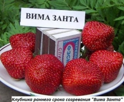 Клубника ранняя Вима Занта