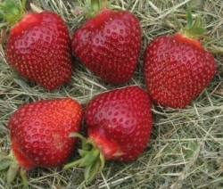 Клубника ранняя Дукат