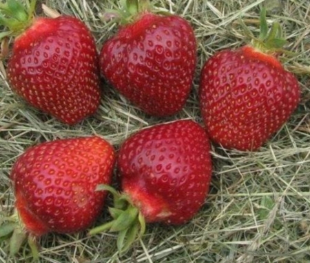 Клубника ранняя Дукат