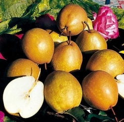 Груша азиатская Бенита (Benita)