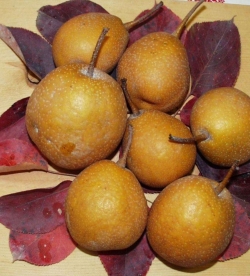 Груша азиатская Бенита (Benita)