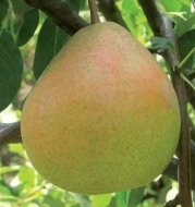 Груша Оксамит (Бархат)