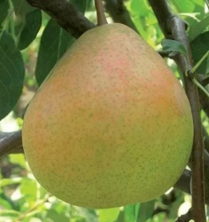 Груша Оксамит (Бархат)