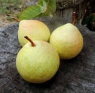 Груша Оксамит (Бархат)