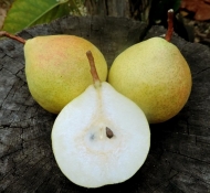 Груша Оксамит (Бархат)