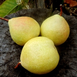 Груша Оксамит (Бархат)