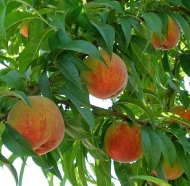 Нектарин Калифорния (California)