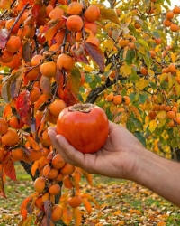 Хурма Красный Бриллиант