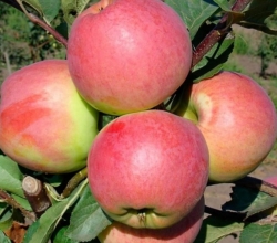 Яблоня "Цвет Каролины" (Германия)
