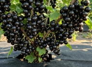 Смородина черная Робуста (Robusta)