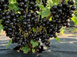 Смородина черная Робуста (Robusta)