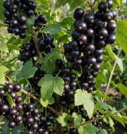 Смородина черная Робуста (Robusta)