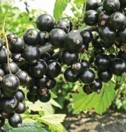 Смородина черная Робуста (Robusta)