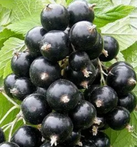 Смородина черная Робуста (Robusta)
