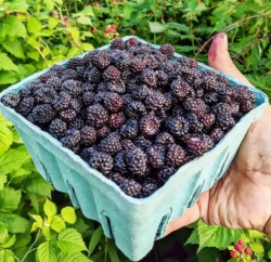 Черная малина Поворот