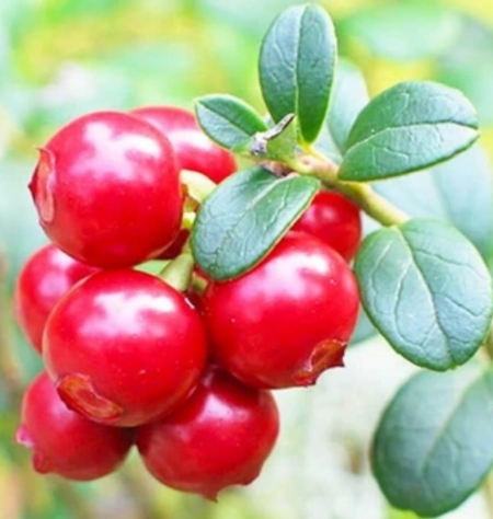 Брусника Эрнтезеген (Erntesegen)