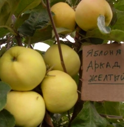 Яблоня Аркад летний (Аркад желтый)