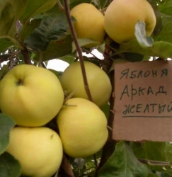 Яблоня Аркад летний (Аркад желтый)