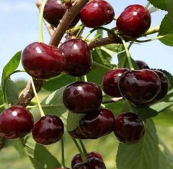 Вишня Пустунка (Шалунья) 