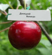 Вишня Донецкий великан (Дюк)