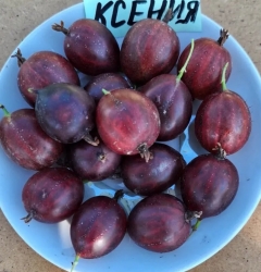 Крыжовник Ксения (красный) 