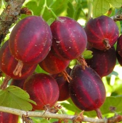 Крыжовник Краун Боб (красный)