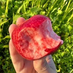 Яблоня красномясая Клубничное парфе (Strawberry Parfait)