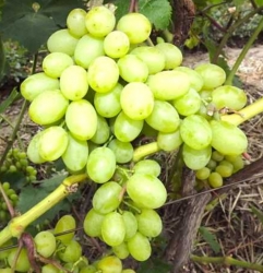 Виноград Казимир (столовый)