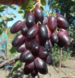 Виноград Красава (столовый)