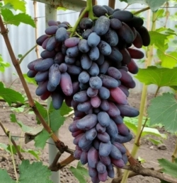 Виноград Флагман (столовый)