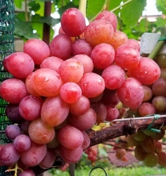 Виноград Фламия (столовый)