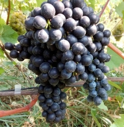 Виноград Вечерний (винный)