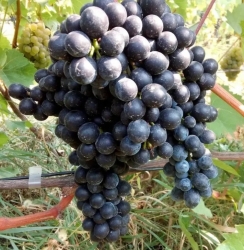 Виноград Вечерний (винный)