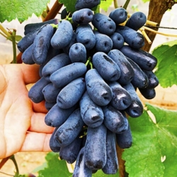 Виноград Аватар (кишмиш)
