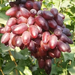 Виноград Близнец (кишмиш)