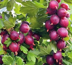 Крыжовник Пурмен (Пурман) (темно-красный)