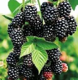 Ежевика Дима (карликовая, бесшипная)